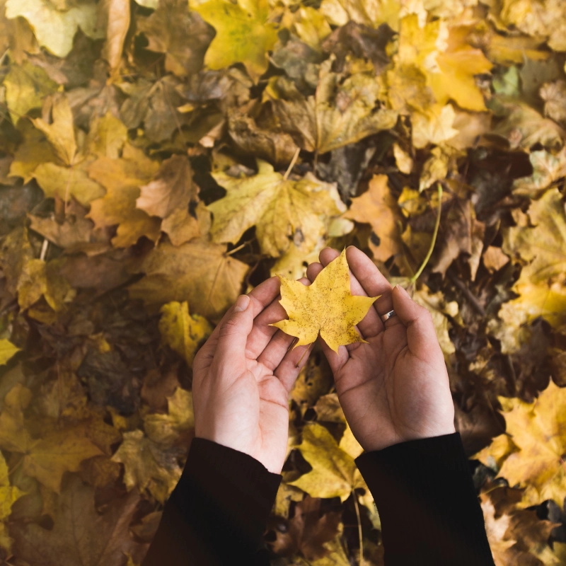 Leaves 