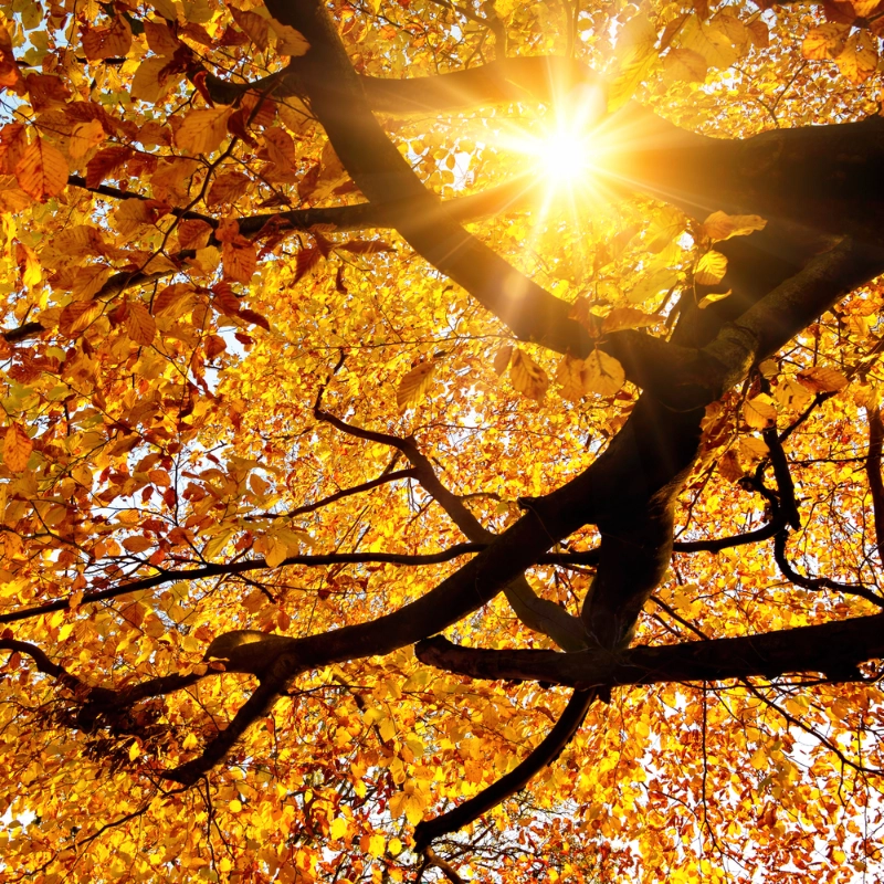Sunlight through tree
